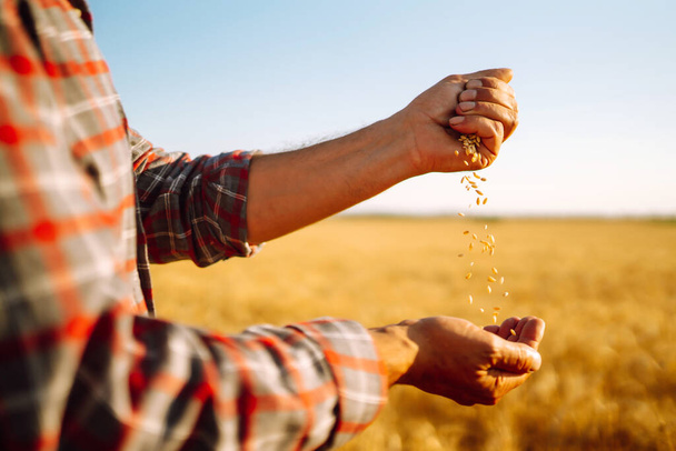 Las manos del granjero Close-up vierte un puñado de grano de trigo en un campo de trigo. Agricultura y concepto de cosecha
. - Foto, imagen