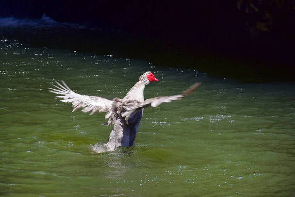 Каріна Моската Доместіка (Cairina moschata domestica), купаючись у ставку. Мадейра (Португалія). - Фото, зображення