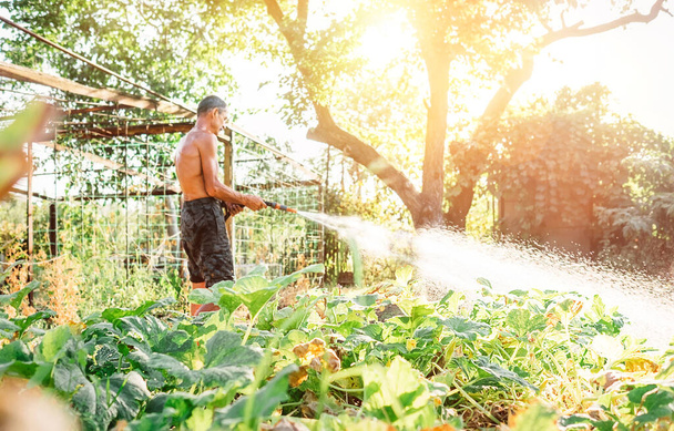 Farmer man watering his vegetable garden - 写真・画像