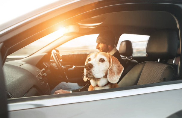 Warm dressed man enjoying the modern car driving with his beagle dog sitting on the co-driver passenger seat. Funny pets concept image. - Foto, Imagen