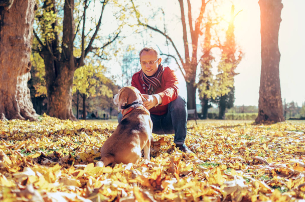 Man walks with his beagle in autumn park in sunny day - Photo, image
