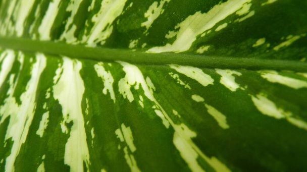 A horizontal closeup shot of a Dumb canes green dotted leaf - Fotografie, Obrázek