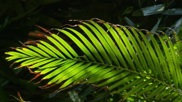 A closeup of palm tree leaves under the sunlight with a blurry background - Foto, afbeelding