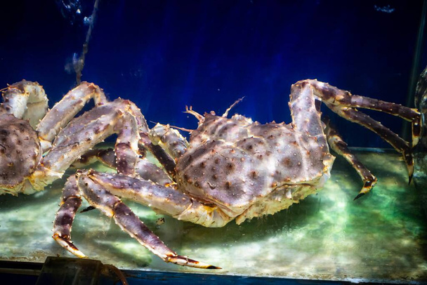 Alaska Spider Crab inside an aquarium. Selective focusing - Photo, Image