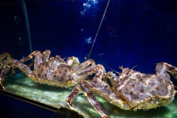 Aljaška Spider Crab v akváriu. Selektivní zaměření - Fotografie, Obrázek