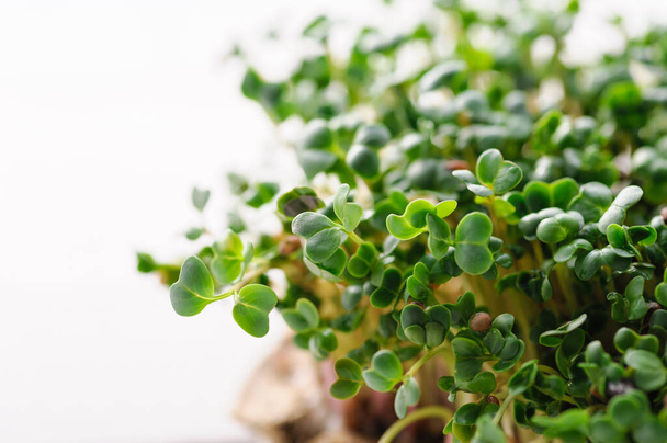 grüne junge Sprossen von mikrogrünem Rettich, der zu Hause auf einem Leinenteppich wächst, Mikrofarm zu Hause - Foto, Bild