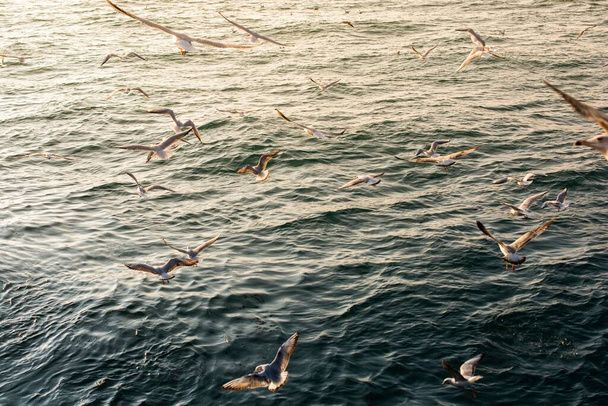 Прекрасный кадр чайки над водой - Фото, изображение