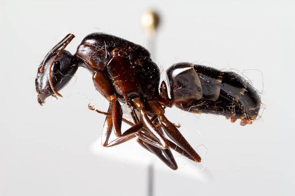 Camponotus aethiops rainha com super ampliação
 - Foto, Imagem