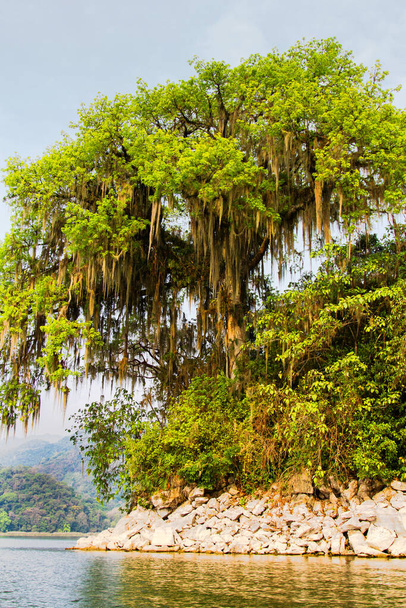 Ceiba (Ceiba Pentandra), drzewo narodowe Hondurasu, Jezioro Yojoa, Honduras, Ameryka Środkowa - Zdjęcie, obraz