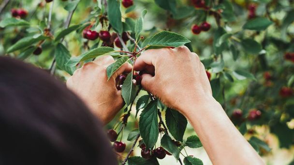 A closeup shot of a person's hands picking fresh red cherries from a tree - Fotoğraf, Görsel
