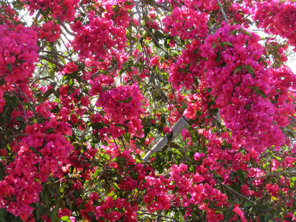 Красивый цветок в ярких цветах и вкусный запах
 - Фото, изображение