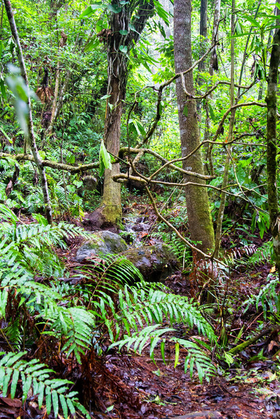 Parque Nacional Celaque bij Gracias, Honduras, Centraal-Amerika - Foto, afbeelding