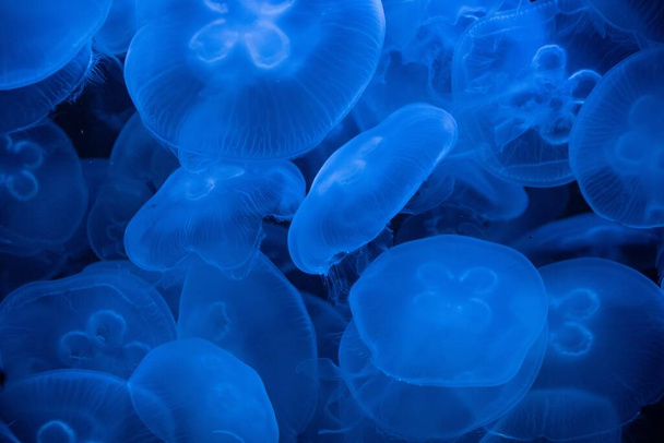 A closeup shot of Aurelia or moon jellyfishes illuminated with a blue light on a dark background - Valokuva, kuva