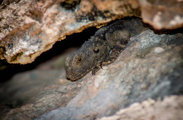 A closeup shot of an alligator lizard between the stones - Foto, imagen
