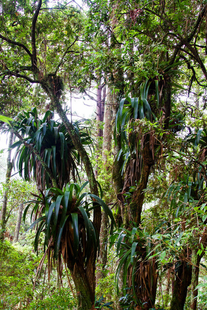 Árbol en Parque Nacional Celaque cerca de Gracias, Honduras, América Central
 - Foto, Imagen