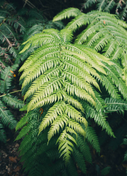 Closed shot of green fern leaves in the forest - Photo, Image