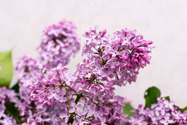close-up view of beautiful lilac flowers on light background - Φωτογραφία, εικόνα