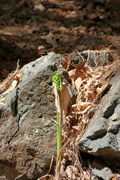 Дикий квітка Дракункулус vulgaris araceae сімейство Критський острів макро фон сучасний високоякісний принт
 - Фото, зображення
