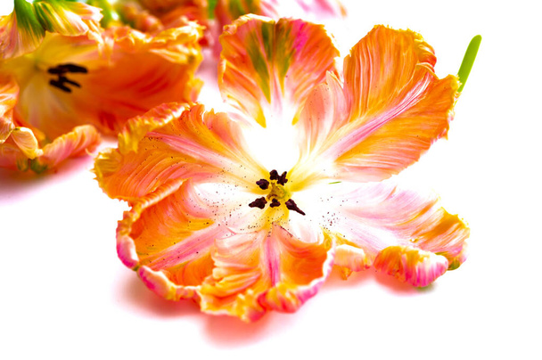 Värikäs vaaleanpunainen lohi papukaija tulppaanit valkoisella taustalla kopioi tilaa kukka käsite - Valokuva, kuva