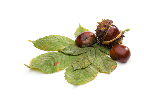 Brown autumn's chestnuts - Valokuva, kuva