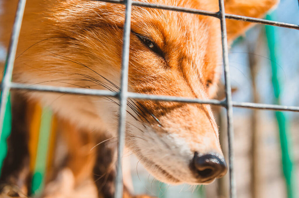 Liška strká nos mezi kovové mříže klece v zoo. Péče o zvířata ve veterinární nemocnici pro volně žijící zvířata - Fotografie, Obrázek