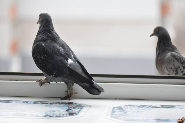 Pigeons sur la fenêtre manger - Photo, image