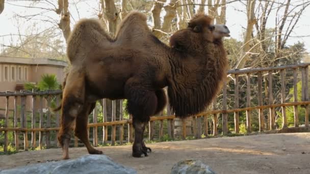 Yhden kameli eläintarhassa - Materiaali, video