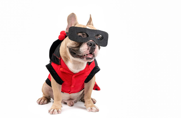 cute french bulldog with a super hero costume isolated on white background. pet and animal concept - Fotoğraf, Görsel