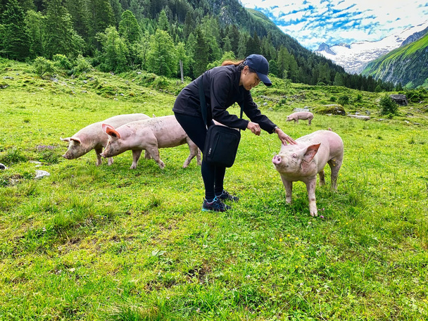 Schwein auf der Weide vertrauen, freilaufendes Tier streicheln - Foto, Bild