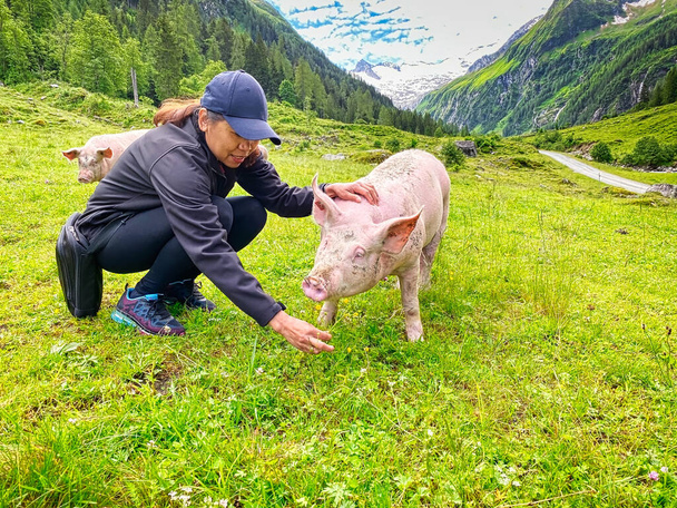 Cerdo de confianza en el pastoreo, animal libre para acariciar
 - Foto, imagen