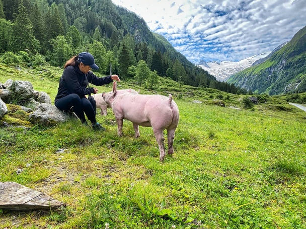 Довіряючи свині в пасовищі, вільний діапазон тварин для інсульту
 - Фото, зображення