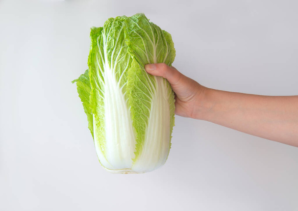 Hand holding chinese cabbage, Napa Cabbage or Wombok on white background. Fresh green cabbage in hands. - Фото, изображение
