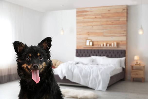 Cute dog in room, space for text. Pet friendly hotel  - Zdjęcie, obraz