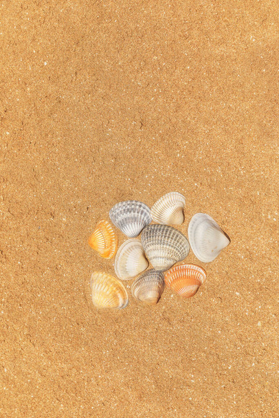 Різнокольорові мушлі лежать на золотому піску пляжу
 - Фото, зображення
