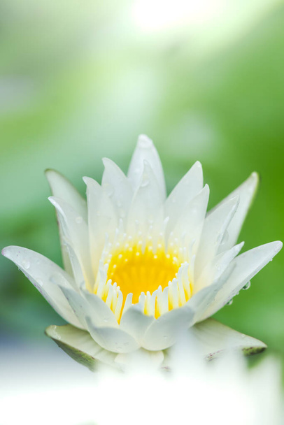 güzel beyaz nilüfer çiçeği ve sarı polen gölette yeşil yapraklı. - Fotoğraf, Görsel