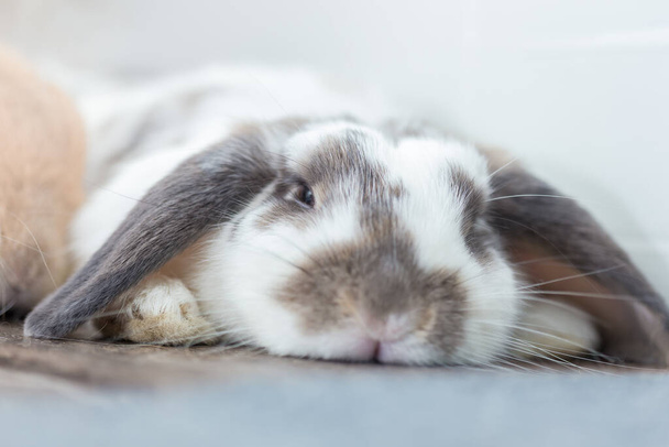 Conejo con marrón y blanco Precioso tendido en el suelo. Dividida sobre un fondo blanco. - Foto, Imagen