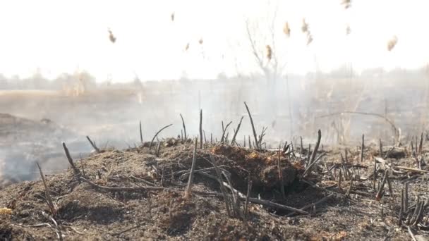 煙の中のフィールド、燃焼草。生態学的大惨事 - 映像、動画