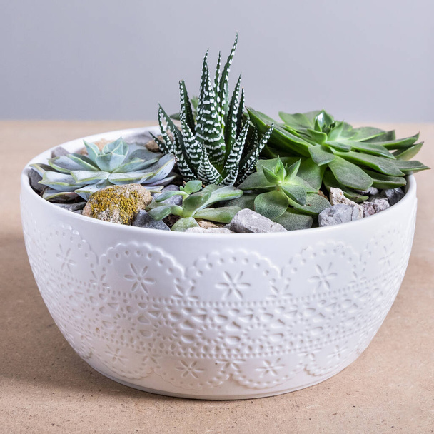Terrarium, Sand, Stein, Sukkulente, Kaktus im weißen Keramiktopf - Foto, Bild