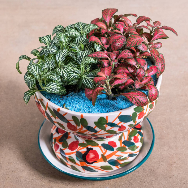 Painted-leaf begonia in the decorative ceramic pot - Photo, Image