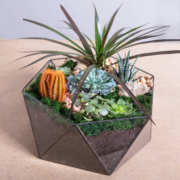 Terrario, arena, roca, casa de decoración, suculenta, cactus en el vidrio
 - Foto, imagen