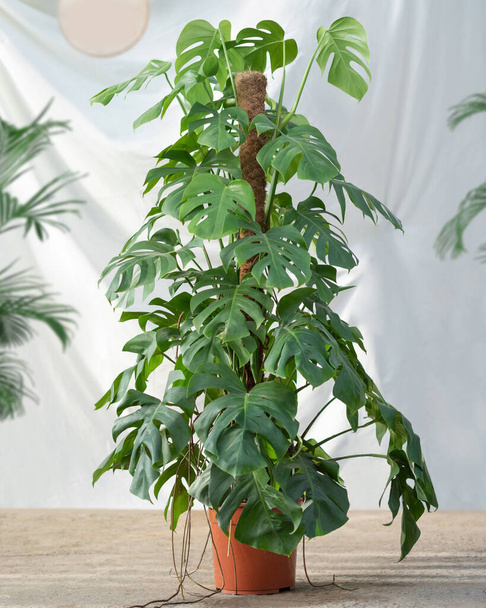 白い背景を持つフィロデンドロン科植物 - 写真・画像