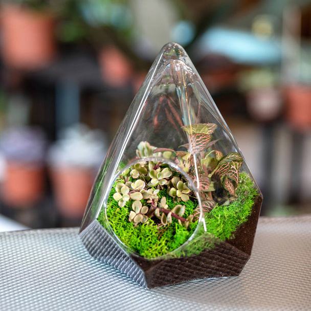 Beau terrarium en verre coloré avec succulent, cactus, fleur, roche, sable à l'intérieur - Photo, image