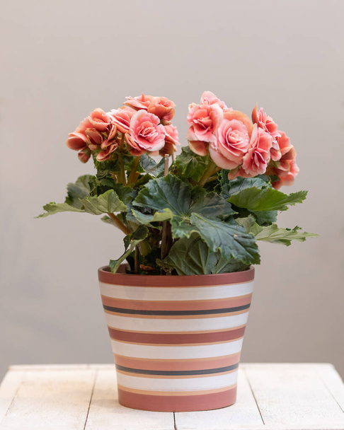Rosafarbene Elatior-Begonie-Blüte im Topf - Foto, Bild