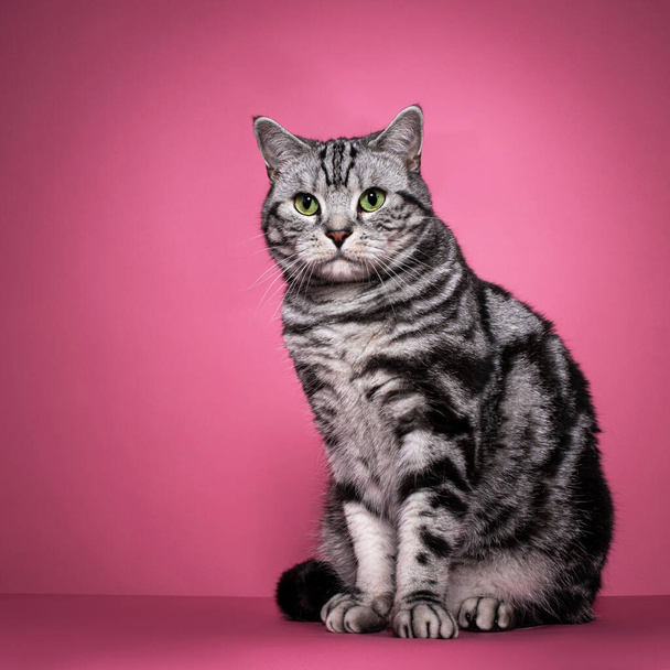 Beau chat British Shorthair argenté noir tacheté, assis sur les côtés. Regarder loin de la caméra avec les yeux verts. Isolé sur fond rose. - Photo, image