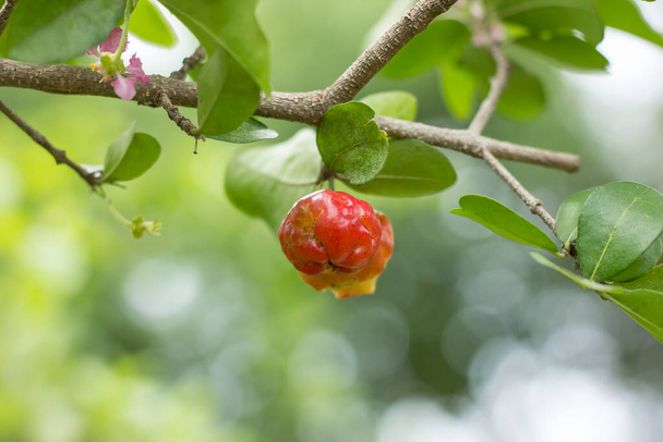 Close up Red Barbados or Acerola Cherry - Fotoğraf, Görsel