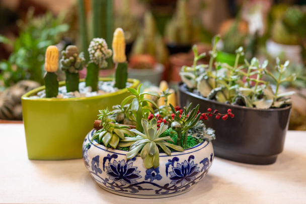 Terrarienpflanze mit Sukkulente, Kaktus im abstrakten Topf - Foto, Bild