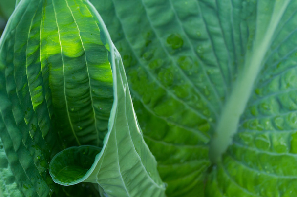 Hosta leaves in a curle - Photo, Image