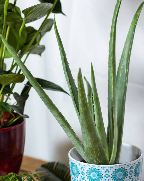 Planta de Aloe Vera de cerca - Foto, imagen