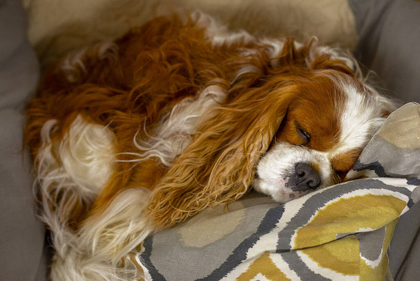 Cavalier roi Charles Spaniel dormant doucement dans le lit du propriétaire. Le confort de la maison, Énorme. Vétérinaire pour chiens. Oreilles longues et belle fourrure. Joli rêve. Photo en gros plan. La vie sur le canapé - Photo, image