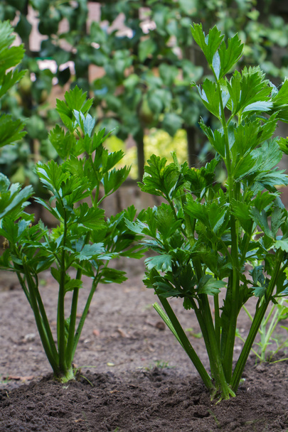 celerová rostlina - Fotografie, Obrázek